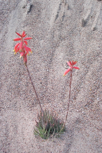 aloe humilis v. echinata